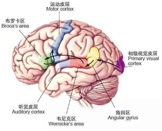 探索尼克区：揭秘大脑中掌管语言的神秘区域——尼克与尼克之关联