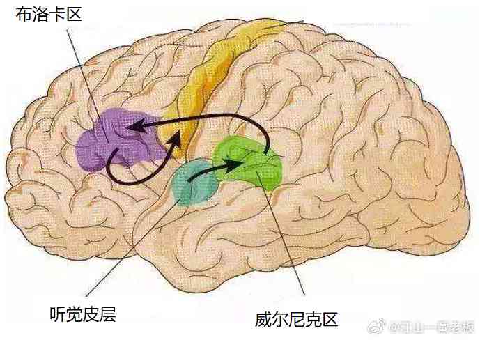 探索尼克区：揭秘大脑中掌管语言的神秘区域——尼克与尼克之关联