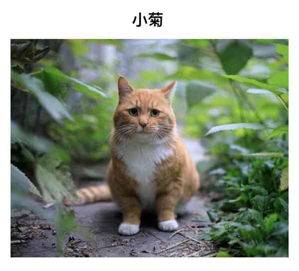 如何描绘大猫：猫作文描写笔画大全，猫的趣味图片教程