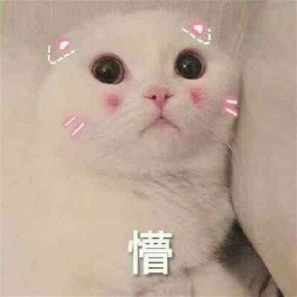 猫头作业表情包：可爱与系列精选，猫头写作业必备