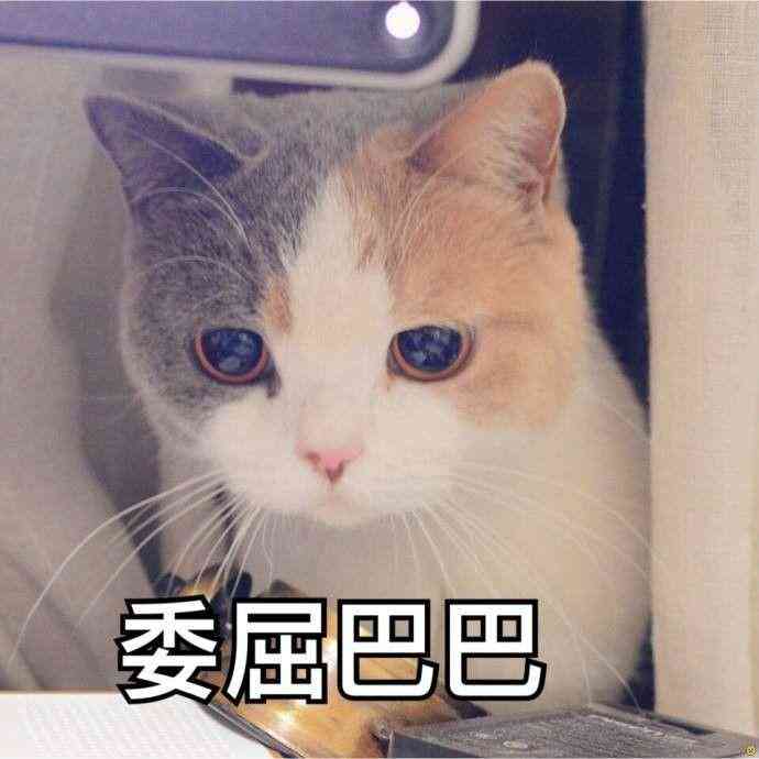 猫咪文案句子：短句搞笑伤感集锦