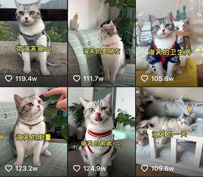 揭秘热门猫文案：点赞量惊人背后的秘密与全面攻略