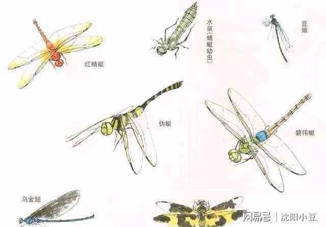 全面解析蜻蜓：性、特点、分类及观指南