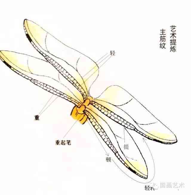 全面解析蜻蜓：性、特点、分类及观指南