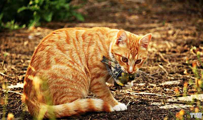 爱猫文案：英文句子汇编，关于猫咪的馨文案集锦