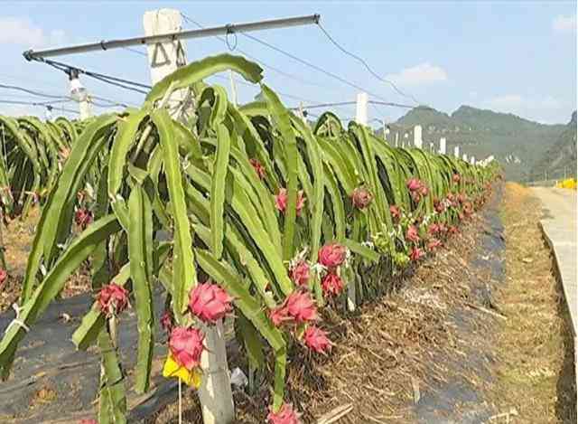 全面解析火龙果：种植、营养、食谱与应用一站式指南