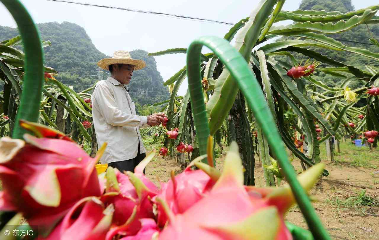 全面解析火龙果：种植、营养、食谱与应用一站式指南