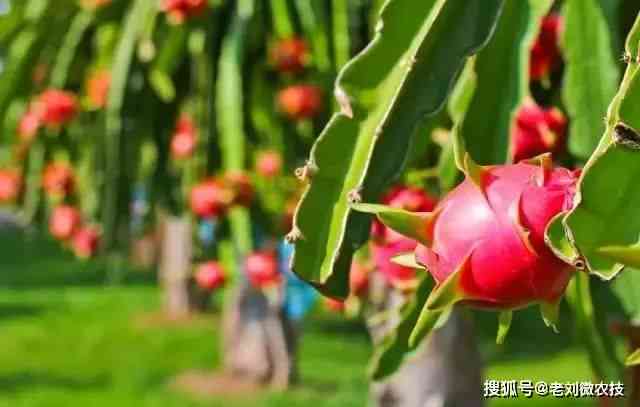 全面解析火龙果（Pitaya）：种植、营养、食谱与应用指南