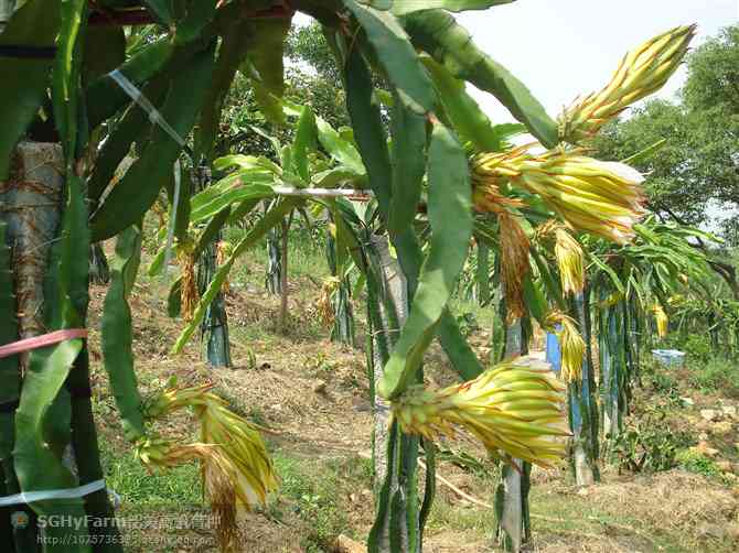 全面解析火龙果（Pitaya）：种植、营养、食谱与应用指南