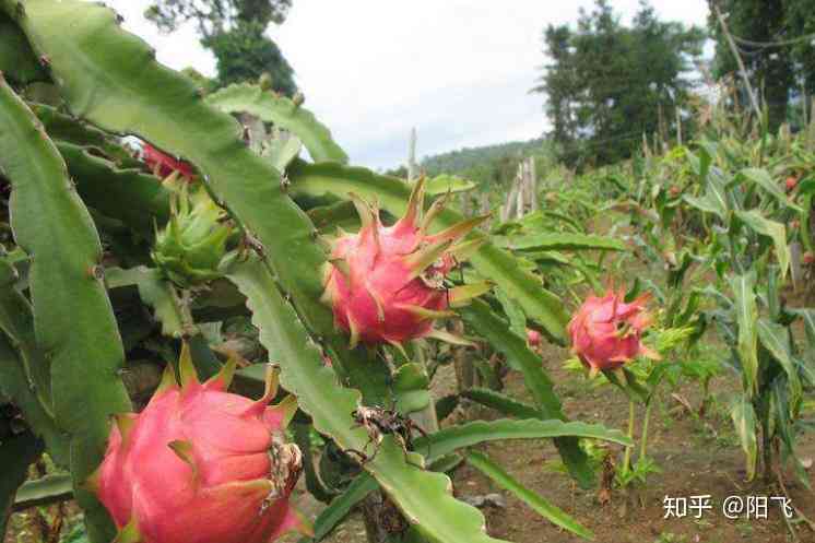 全面解析火龙果（Pitaya）：种植、营养、食谱与应用指南