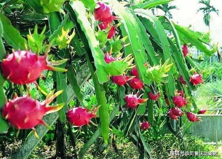 全面解析火龙果（Pitaya）：种植、营养、食谱与应用指南