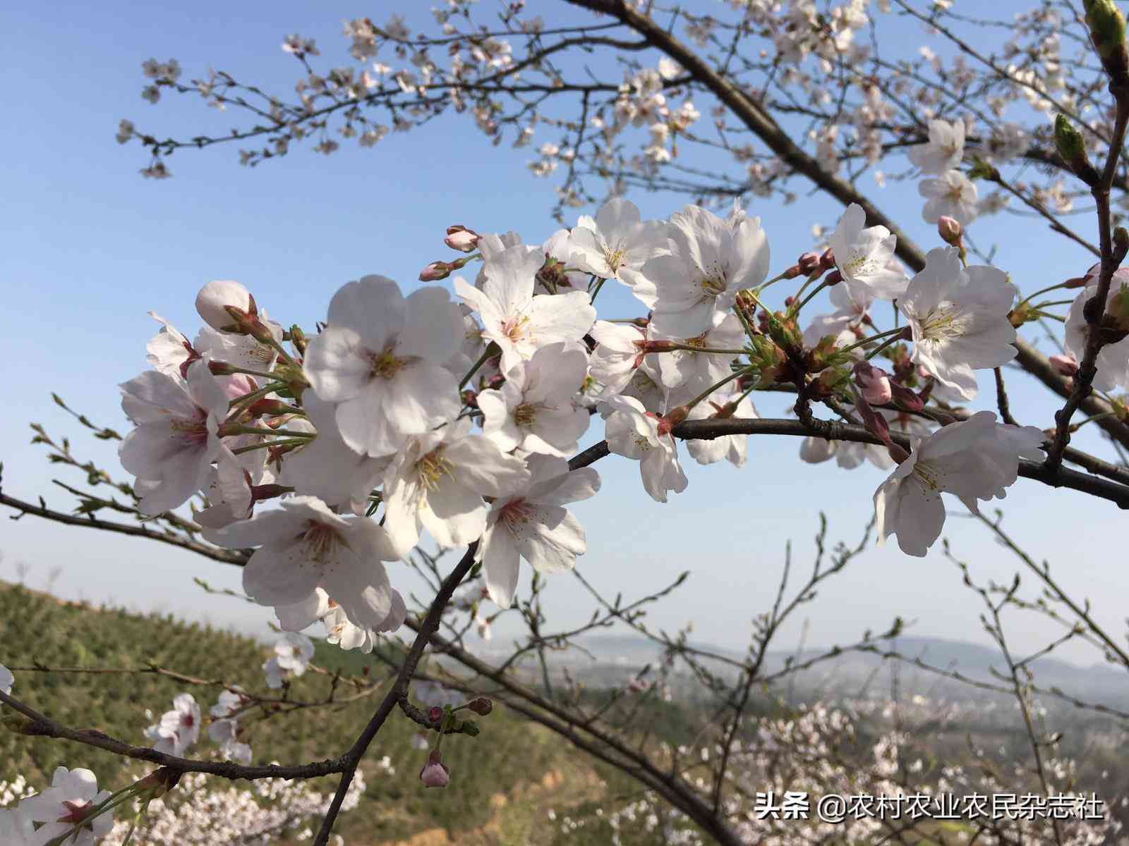 多功能樱花文字转换神器：在线生成、编辑与格式转换一站式服务