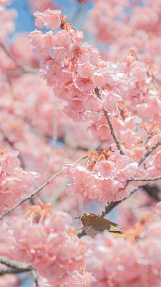 浪漫樱花：邂逅甜蜜爱情文案