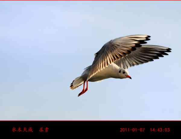 海鸥写实：油画、照片、写作与特写集锦