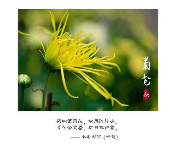 绽放秋韵：菊花之美与文化情怀文案