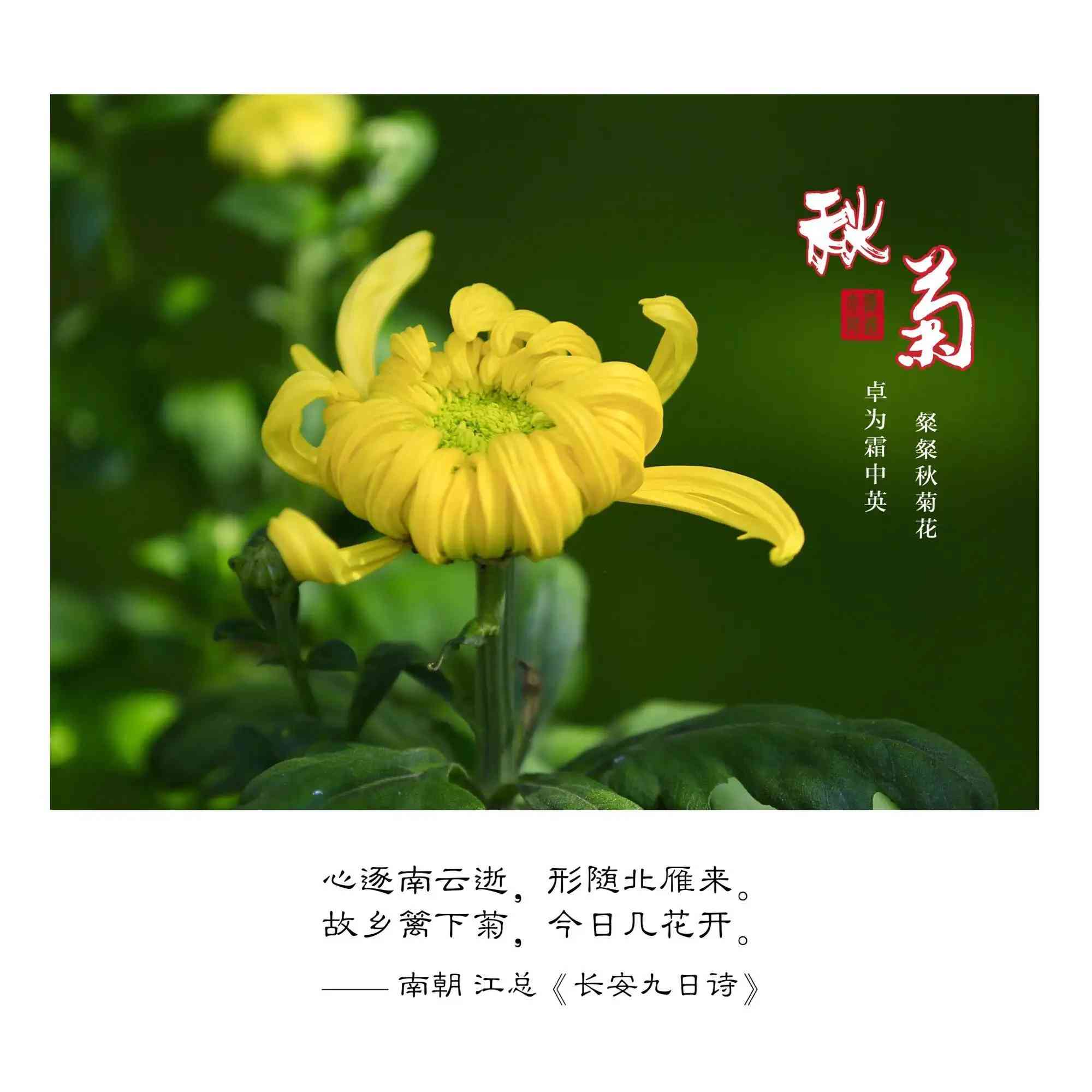 绽放秋韵：菊花之美与文化情怀文案