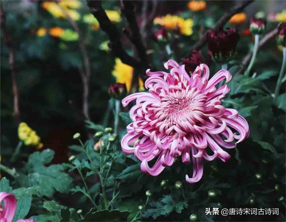 菊花意蕴：简洁有力的文案短句集锦