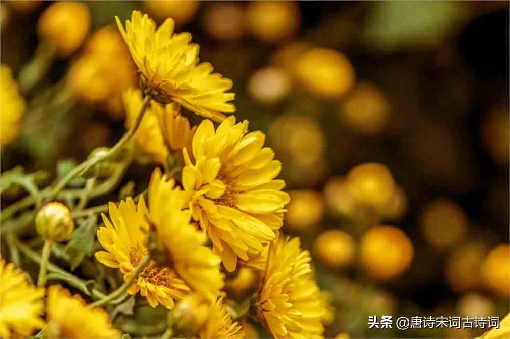 菊花意蕴：简洁有力的文案短句集锦