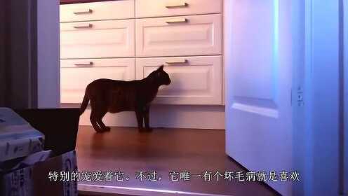 智能探秘：AI如何捕捉躲藏柜子深处的顽皮猫咪