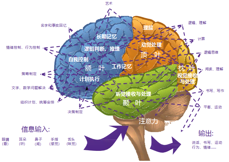 官方正版大脑训练软件免费 - 大脑最新版官方链接