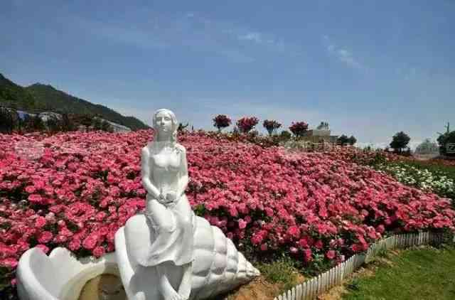 探秘玫瑰花海：浪漫景点指南与拍摄技巧大全