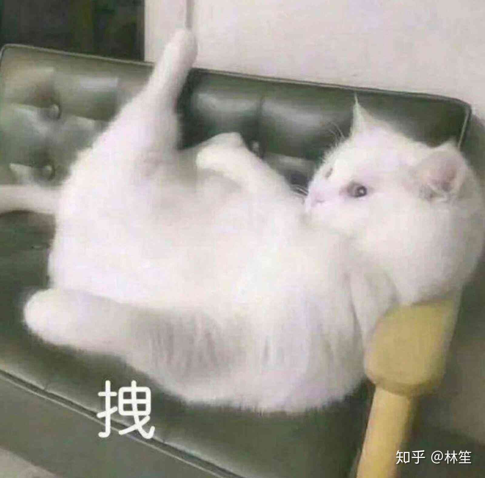 圣诞猫咪ai文案大全：集圣诞小猫咪表情包于一体的完整合集