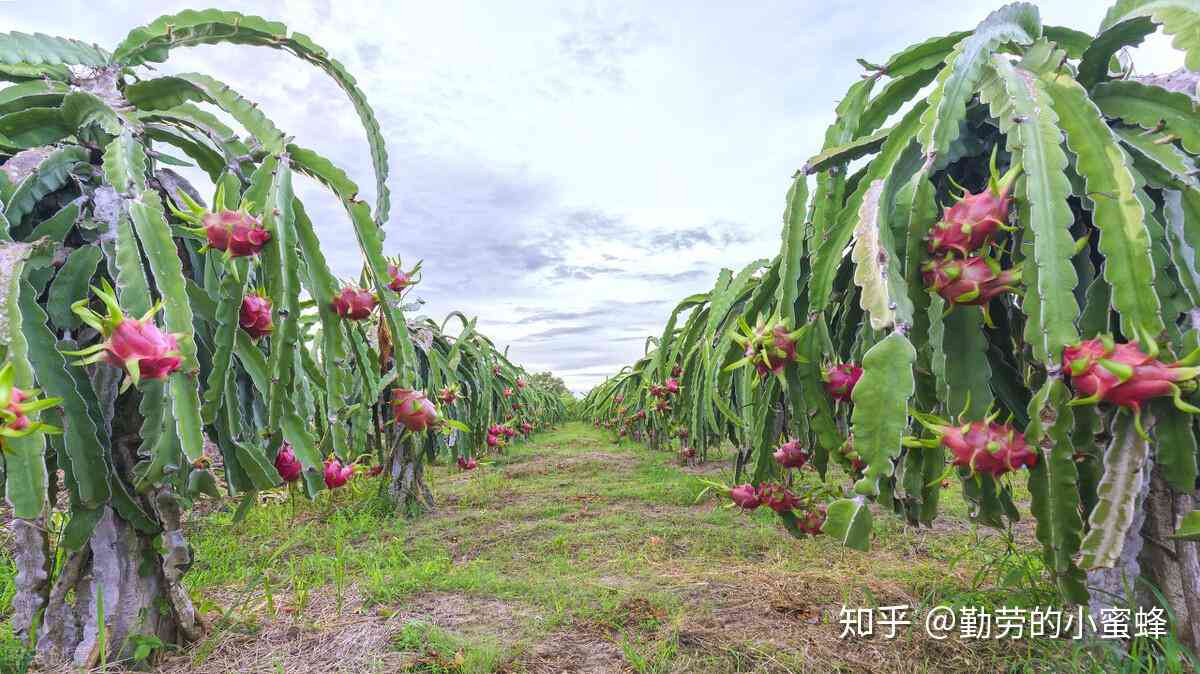 全方位解析火龙果：种植、营养、食用方法与市场趋势一览