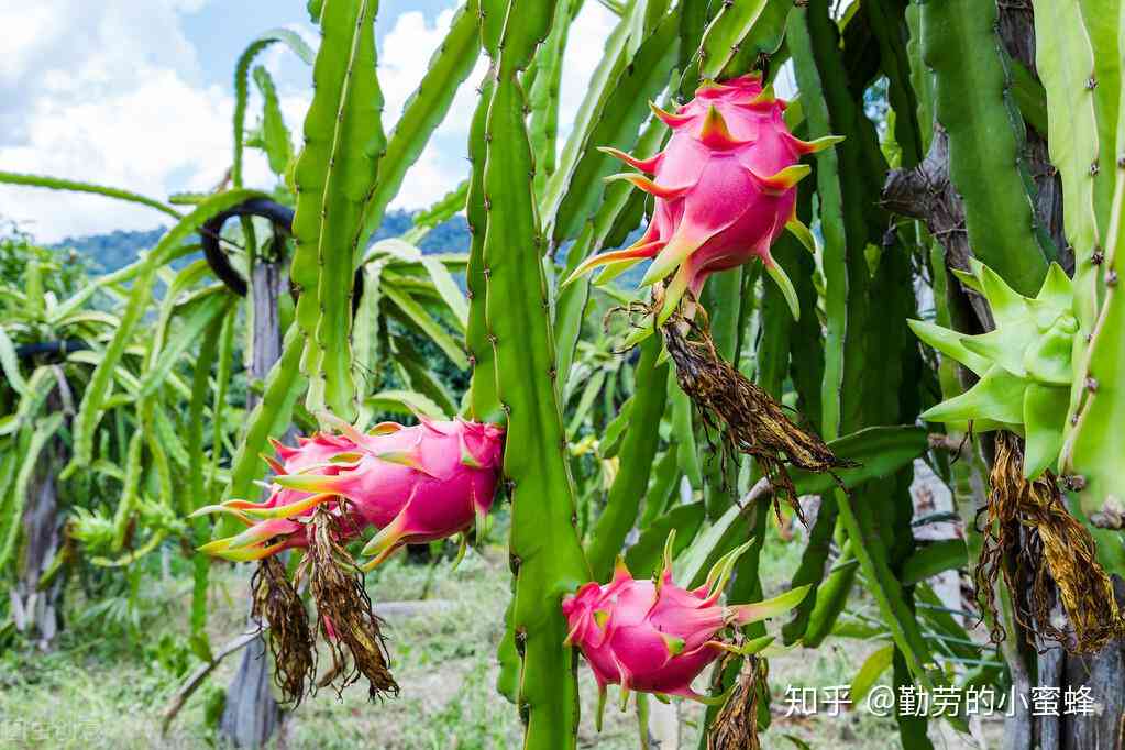 全方位解析火龙果：种植、营养、食用方法与市场趋势一览