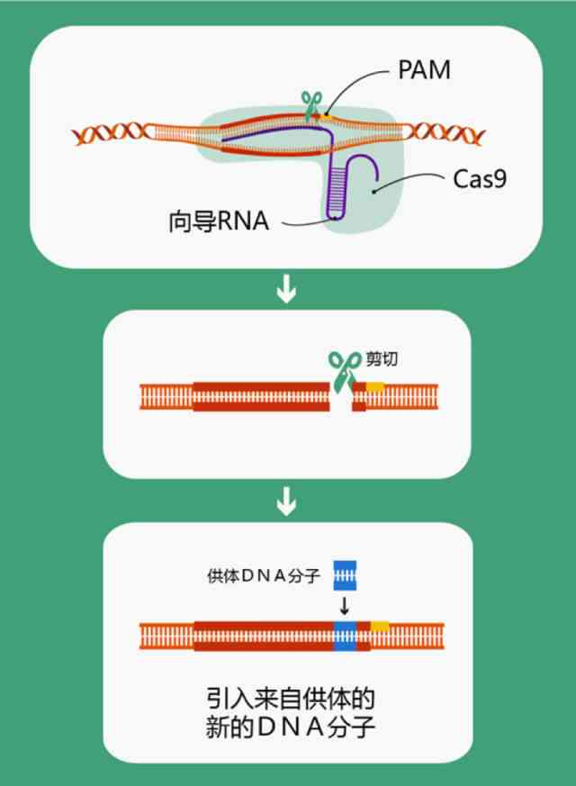 基因模拟装置的工作原理、应用与未来发展：深入了解这一生物科技前沿技术