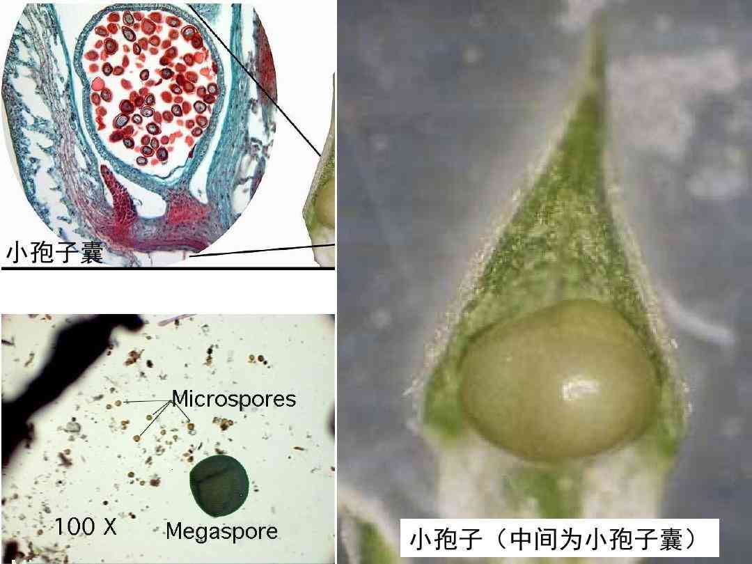 基因模拟装置的工作原理、应用与未来发展：深入了解这一生物科技前沿技术