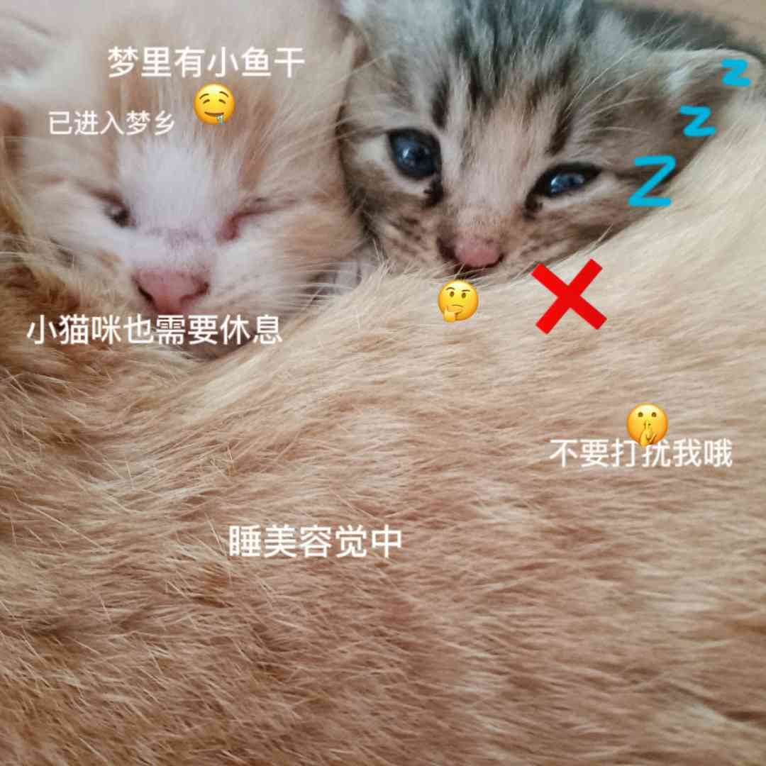 小猫咪ai睡觉的可爱文案