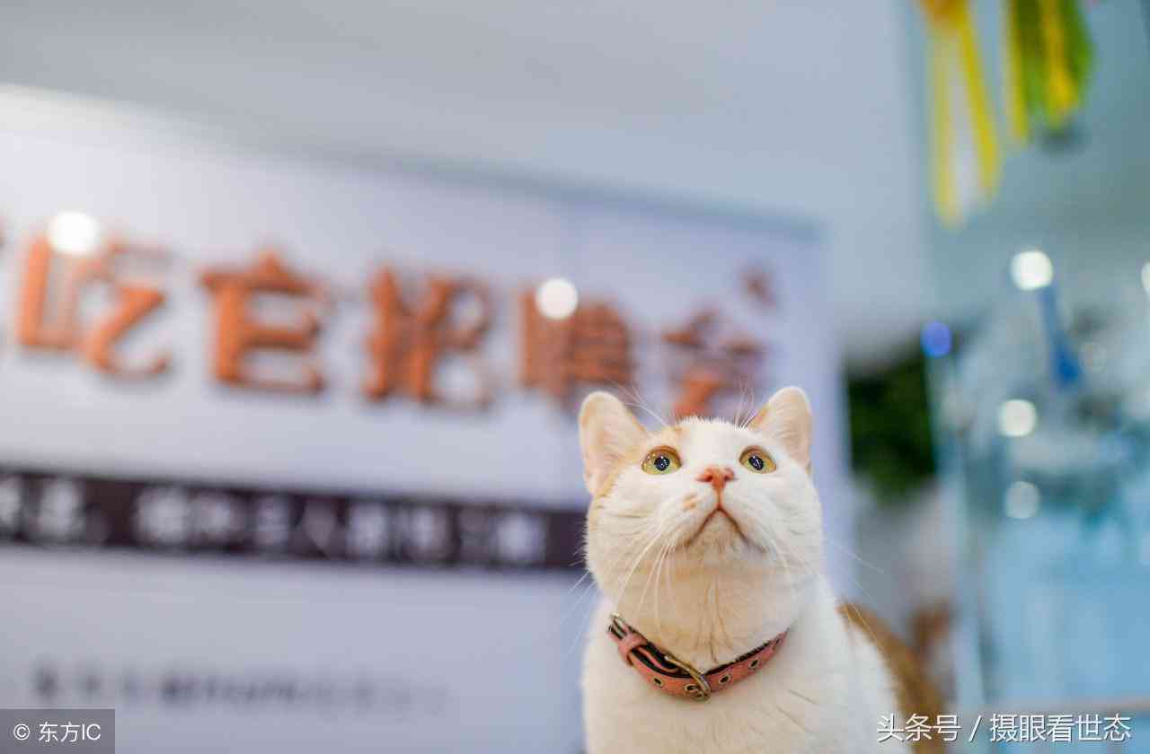 爱文案短句：女儿可爱，朋友圈恋爱，来的爱，从好感到喜欢，猫萌态