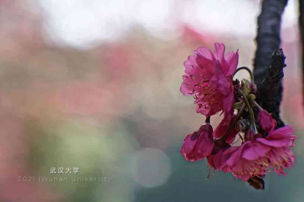 春日花瓣飘落之美：全方位解析花瓣飘落时刻的文案创作与灵感捕捉