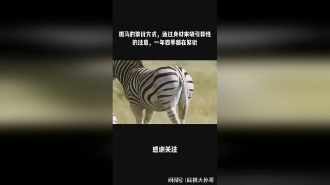 斑马ai美术文案怎么写的好看好写又吸引人