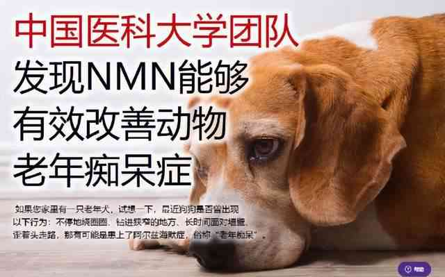 人工智能助手与宠物犬互动：AI与狗狗的馨协作新篇章