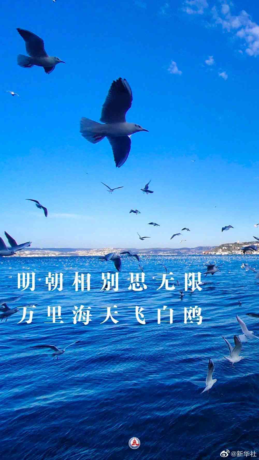 海洋翱翔者：海鸥创意文案精选