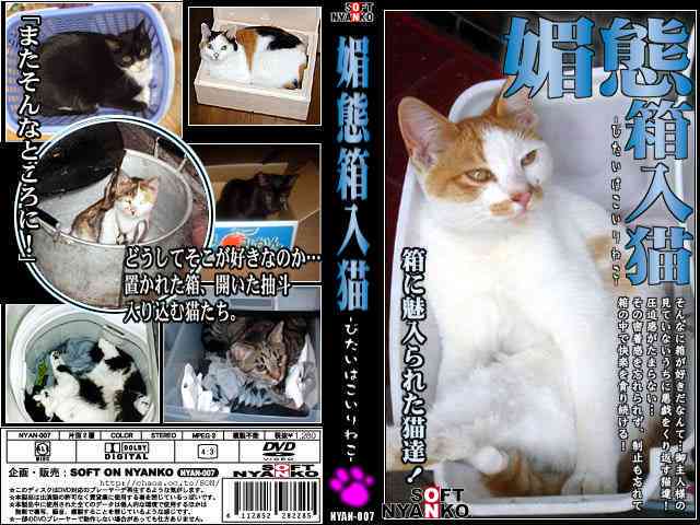 猫咪AI问答服务：揭秘收费真相与真实体验