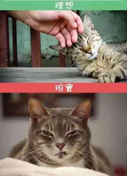 猫咪AI问答服务：揭秘收费真相与真实体验