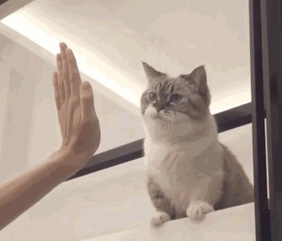 猫咪AI问答服务：揭秘收费真相与真实体验