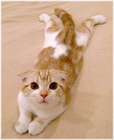 ai一键绘画猫咪文案