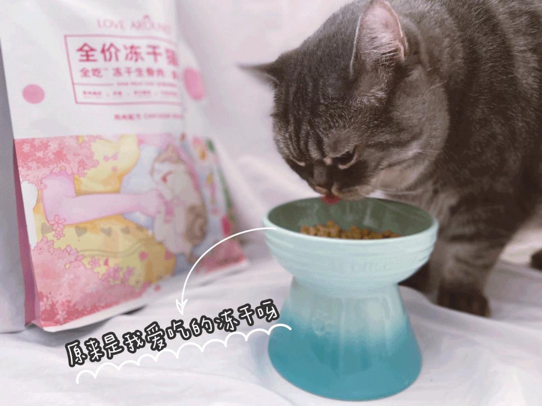 奈斯猫咪表情包：可爱小表情gif     