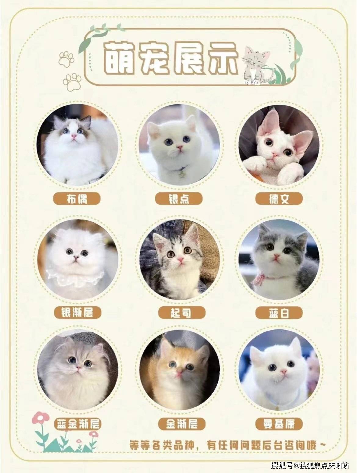 奈斯宠物猫卖猫服务评价与口碑：揭秘其可靠性与购买指南