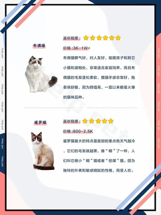 奈斯宠物猫卖猫服务评价与口碑：揭秘其可靠性与购买指南