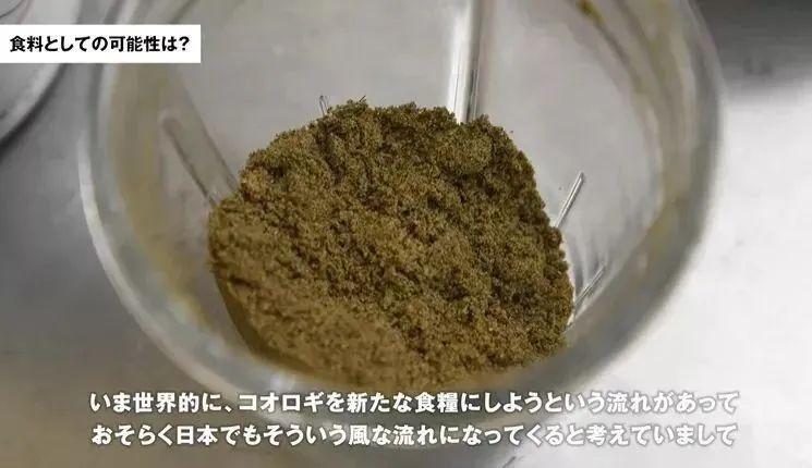 全面解析毛毛虫生命周期及其生物学特性研究论文