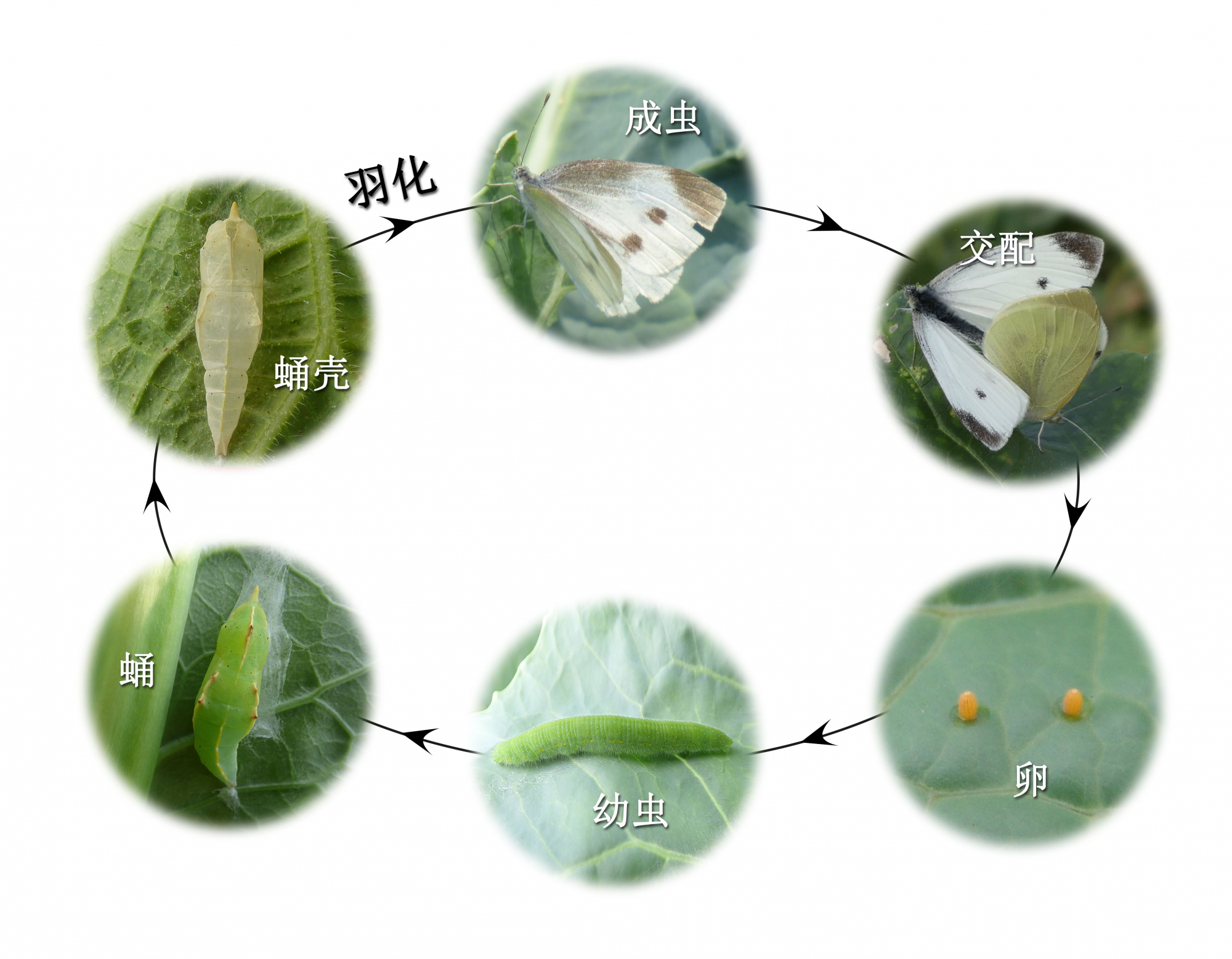 全面解析毛毛虫生命周期及其生物学特性研究论文