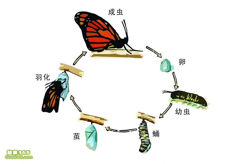 全面解析毛毛虫生命周期及其生物学特性研究论文