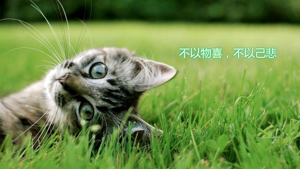 '猫咪旋律：喵喵原创作曲坊'