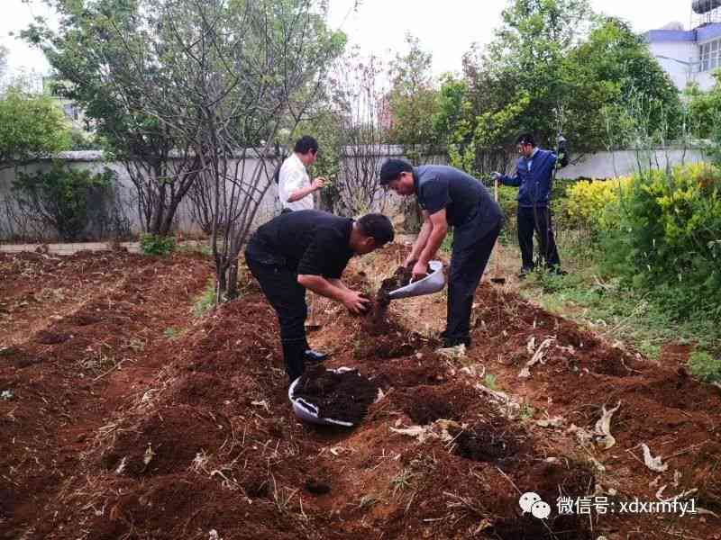 瀛洲绮鹃土豆种植记：锄禾日当午，绡衣耕锄间