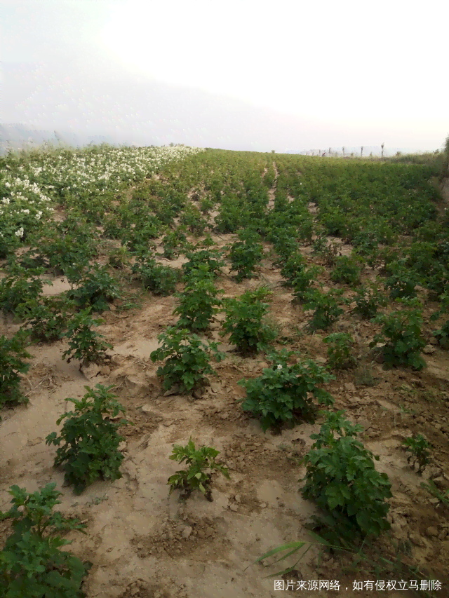 瀛洲绮鹃土豆种植记：锄禾日当午，绡衣耕锄间