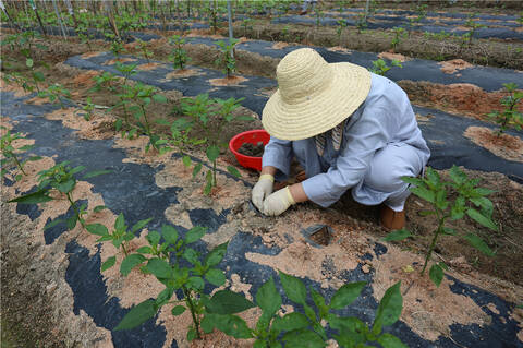 瀛洲绮鹃土豆种植记：锄禾日当午，绡衣耕锄间
